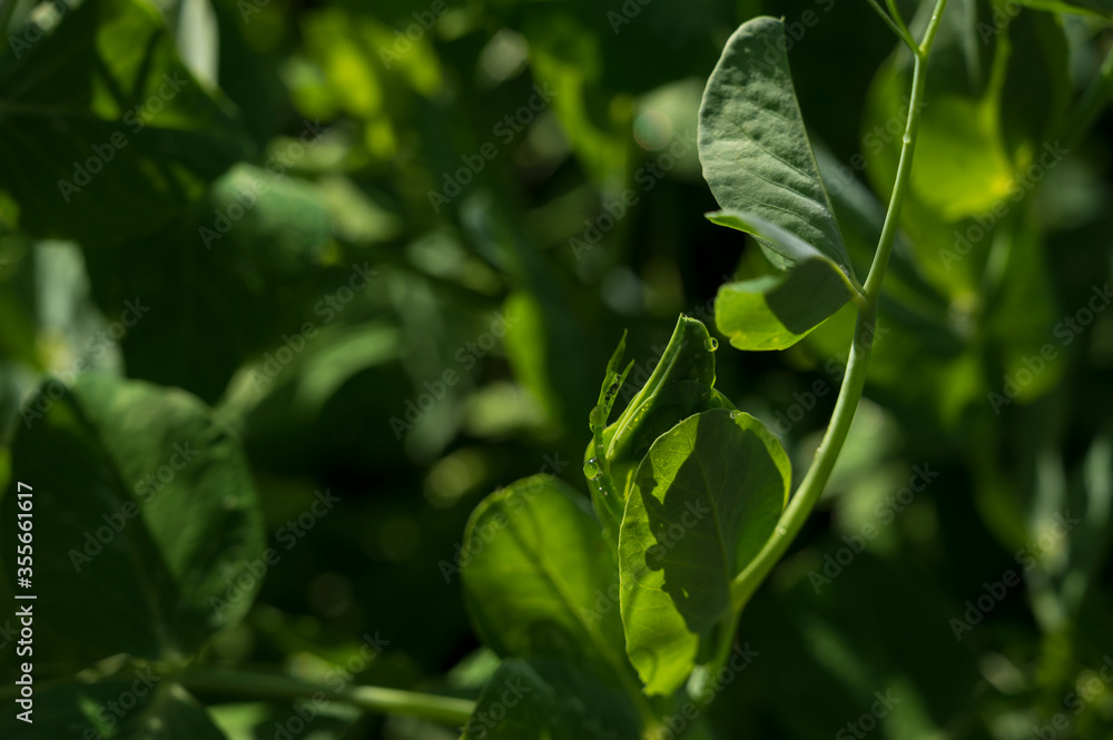 Sunlight on fresh green leaves with dew drops. Sunlight on fresh green leaves with dew drops.