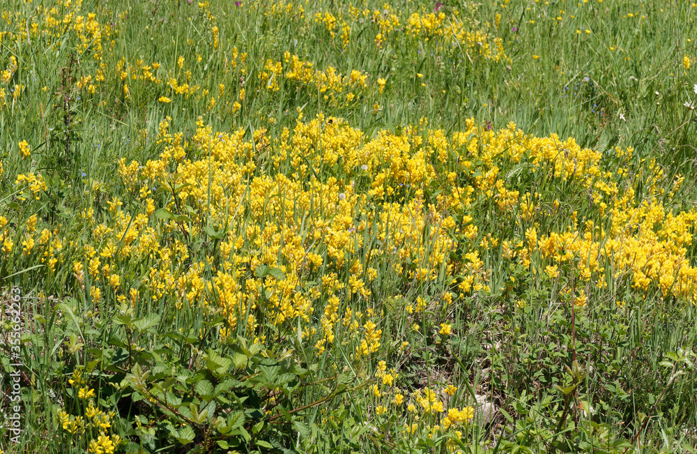 Fototapeta premium Genista sagittalis | Gewöhnlicher Flügelginster oder Ramsele. Teppich aus gelben Blumen und typische Pflanze des trockene Wiesen des südlichen Schwarzwaldes