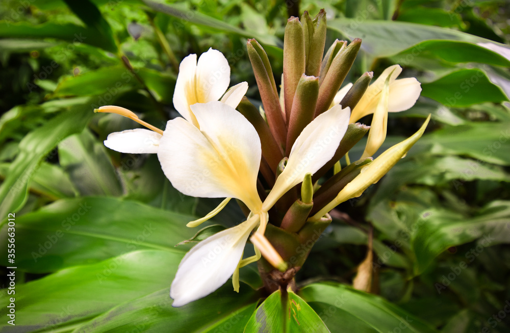 Fototapeta premium White flowers with green leafs 