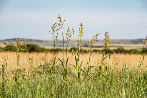 Native Prairie Grassland with fescue grass, blue sky, and distant hills