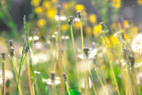defocused background image. Dandelions and grass on a summer sunny day