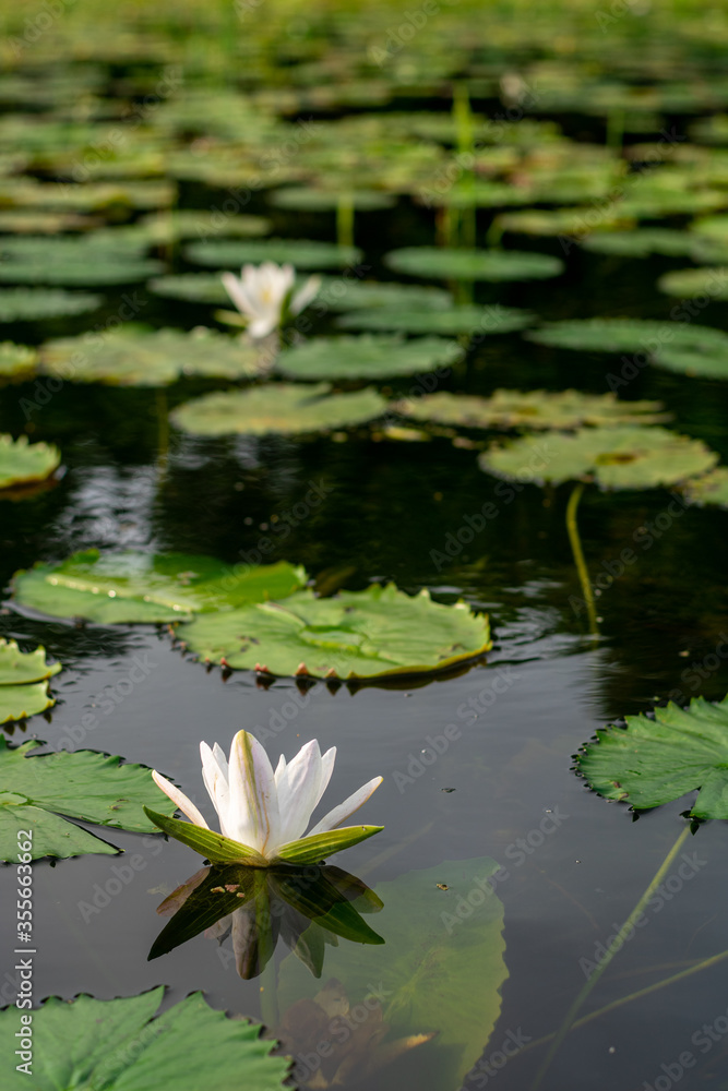 White water lily. National flower of Bangladesh. White water lily. National flower of Bangladesh.