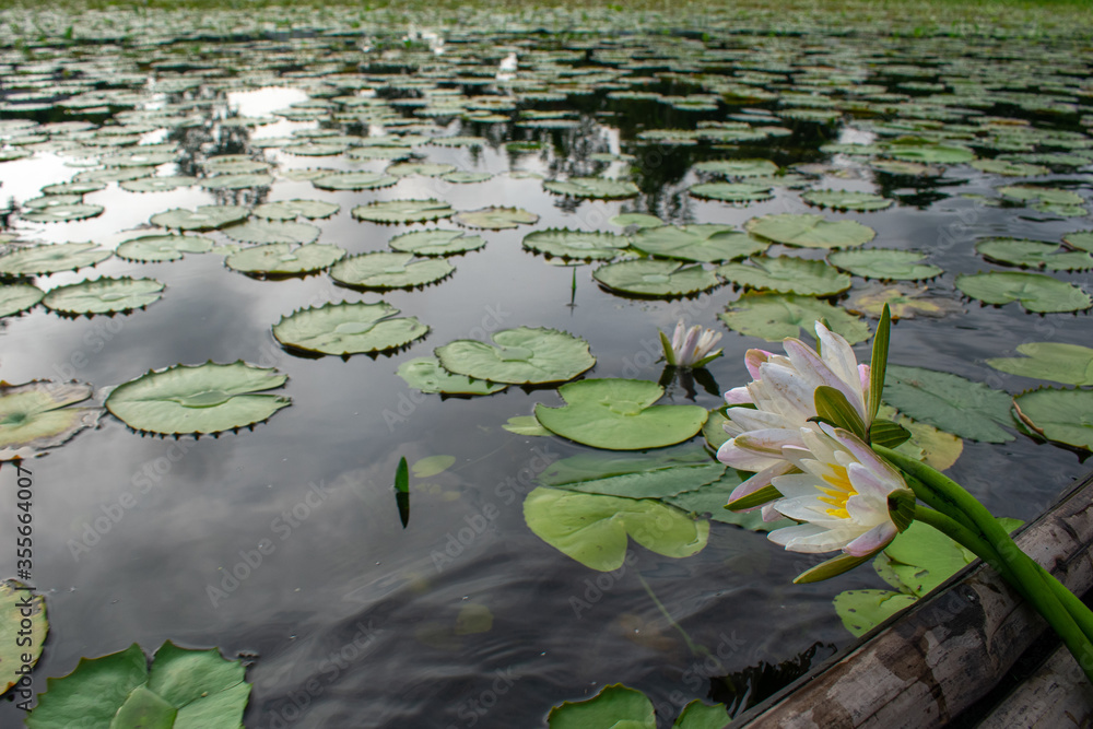 White water lily. National flower of Bangladesh. White water lily. National flower of Bangladesh.