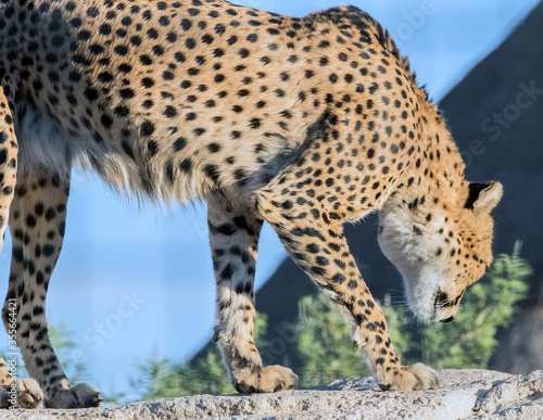 Canvas Print Wild Animal Cheeta on Rocks