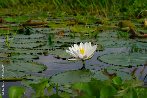 White water lily. National flower of Bangladesh.