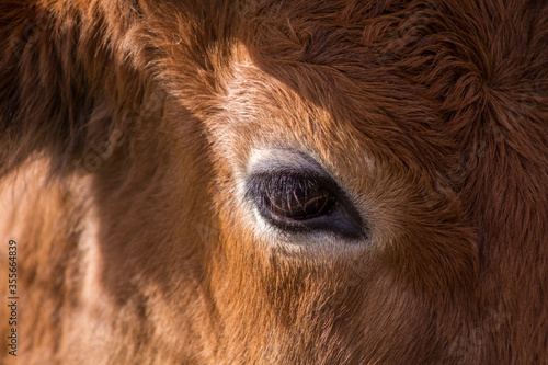 Side view close up of the eye of a red steer cow.
