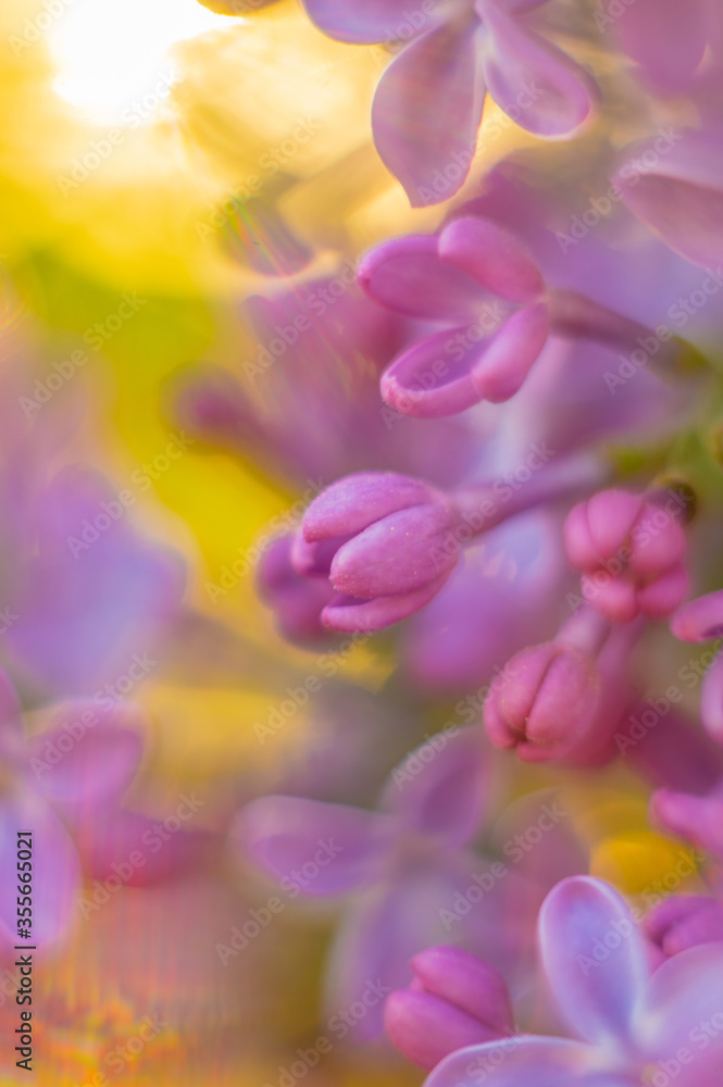 Blur background - lilac flowers in the spring close up