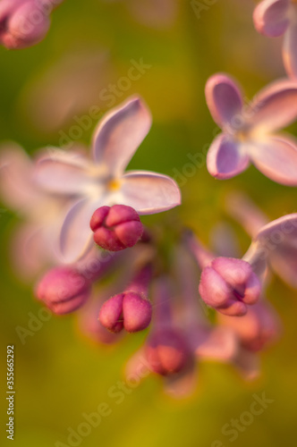 Blur background - lilac flowers in the spring close up