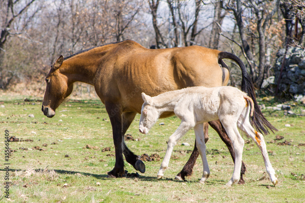 Chestnut Lusitano mare with one week albino foal walking in a forest. Chestnut Lusitano mare with one week albino foal walking in a forest.