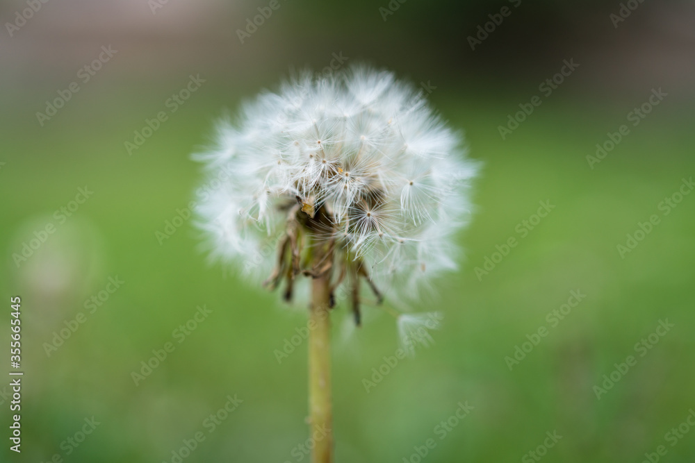 Fototapeta premium Soft dandelion seed head against a defocused summer meadow background