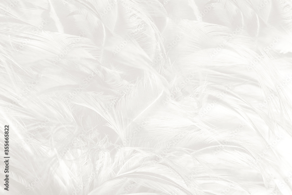 Beautiful white feather wooly pattern texture background Beautiful white feather wooly pattern texture background