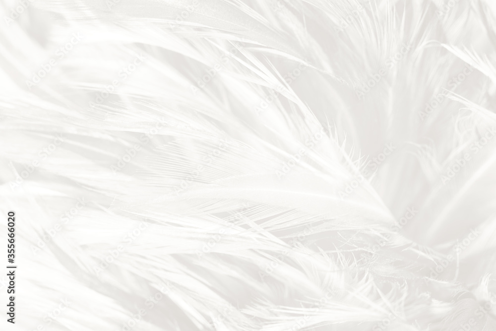 Beautiful white feather wooly pattern texture background Beautiful white feather wooly pattern texture background