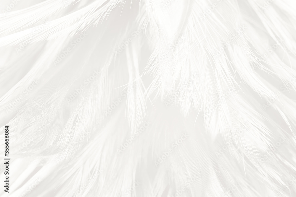 Beautiful white feather wooly pattern texture background Beautiful white feather wooly pattern texture background