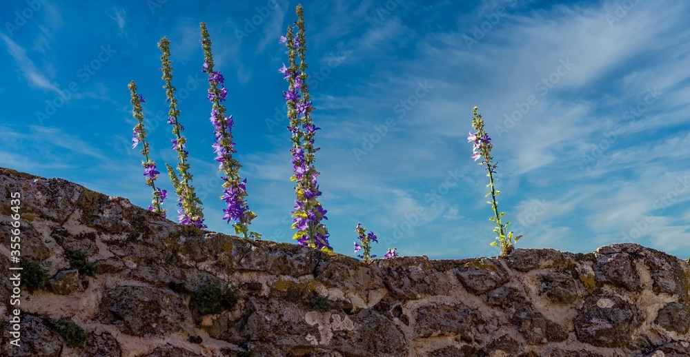Flowers with pink blossoms on a stone wall Flowers with pink blossoms on a stone wall