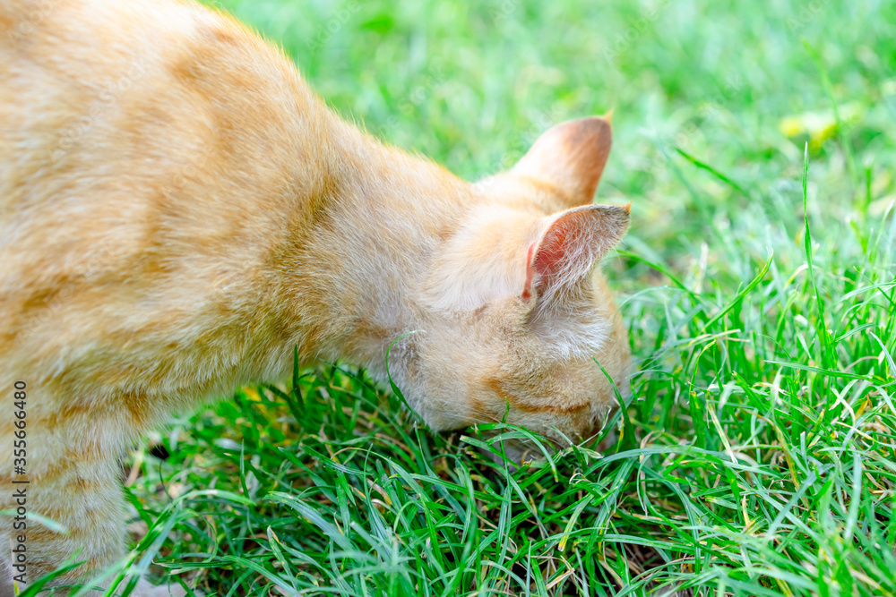 Cat is looking for food in the grass Cat is looking for food in the grass