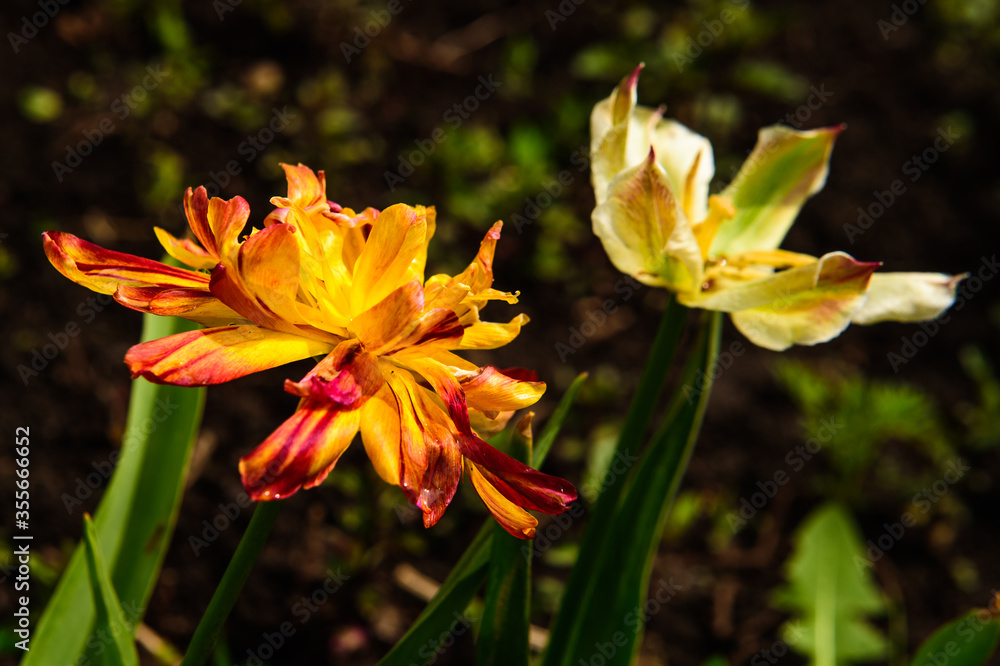 Fototapeta premium two multi-colored tulips in the garden 