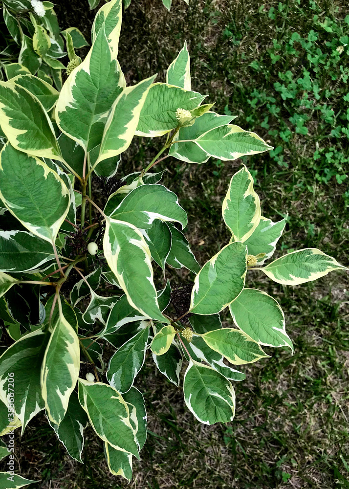 Branches with green leaves in summer, closeup. Branches with green leaves in summer, closeup.
