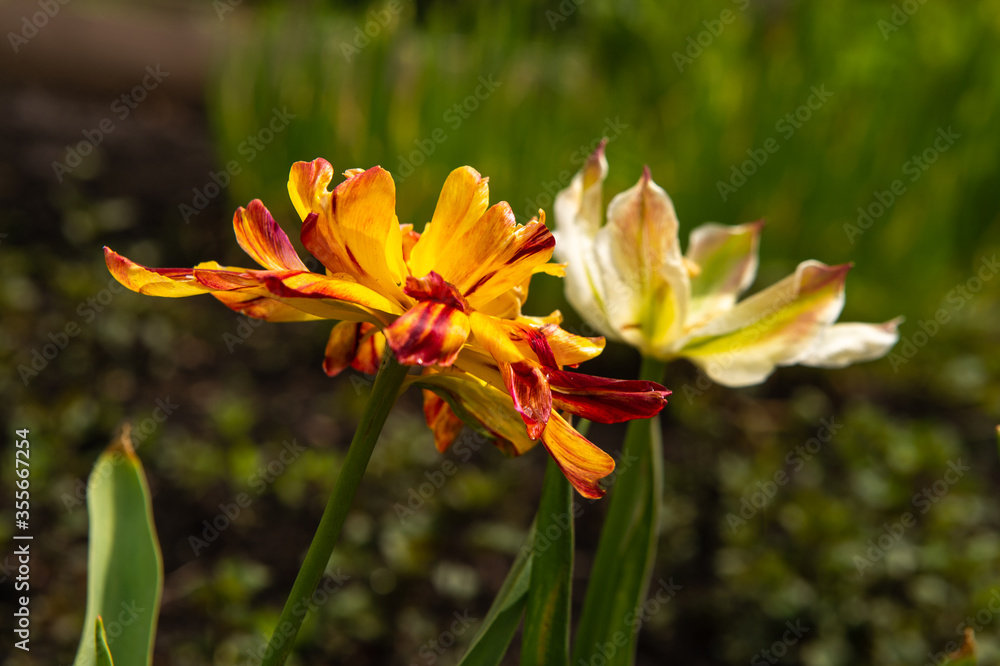 Obraz premium two multi-colored tulips in the garden 