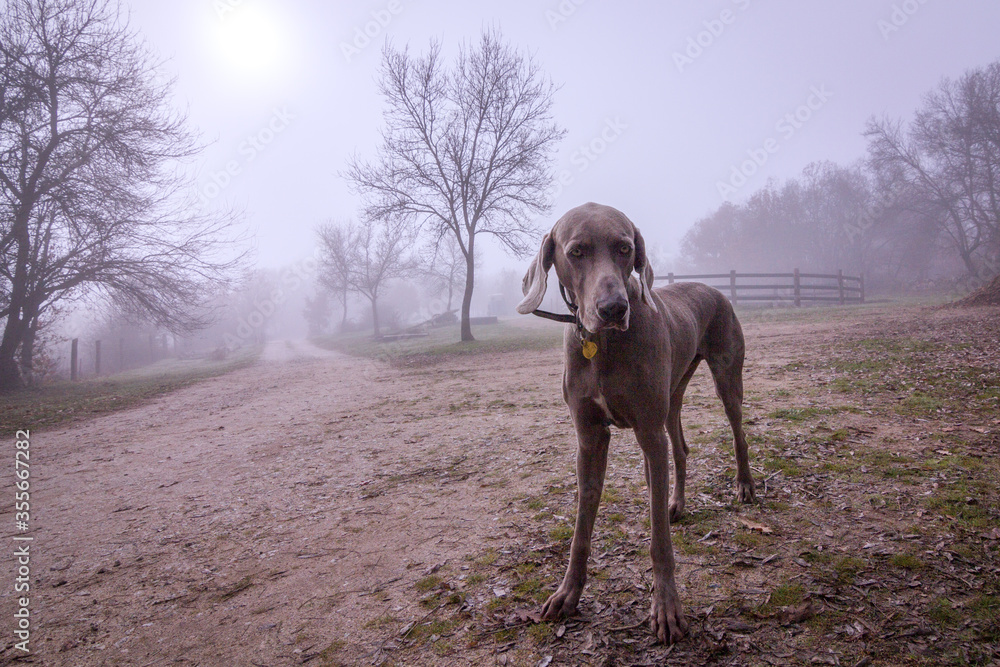 Weimaraner dog posing in a horse center on an autumn foggy day.