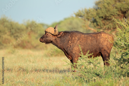 Fototapeta Naklejka Na Ścianę i Meble -  An African buffalo (Syncerus caffer) in natural habitat, Mokala National Park, South Africa.