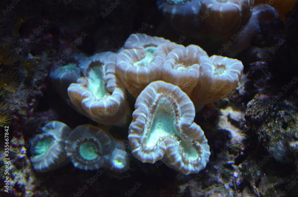 Fototapeta premium Coral in the Berlin Aquarium, Germany