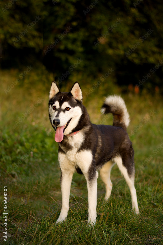 Beautiful siberian husky female in nature, pose, dog portrait, happy, cute, summer, spring