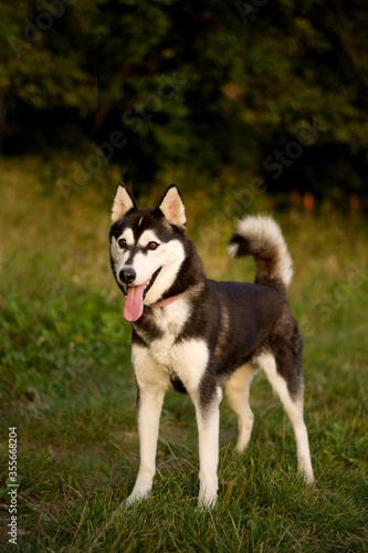Beautiful siberian husky female in nature, pose, dog portrait, happy, cute, summer, spring