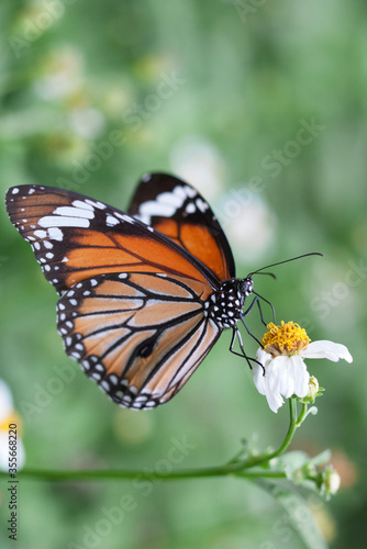 A common tiger butterfly collection honey on a white flower   © kit yu