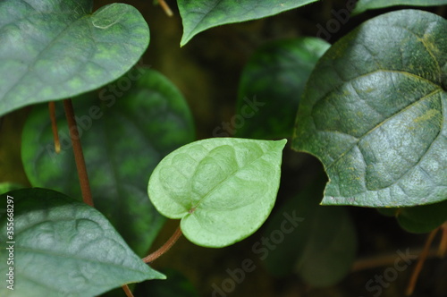 green leaves in the garden