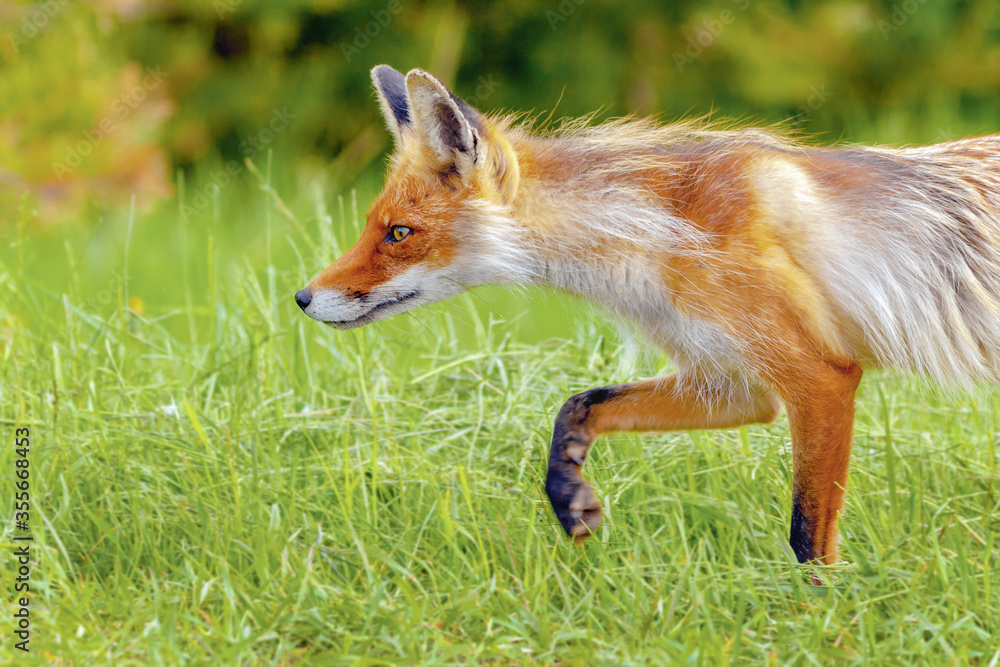 Fototapeta premium portrait of a red Fox in the period of molting on the background of a forest