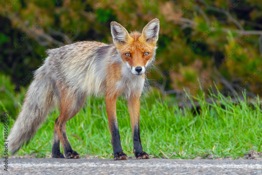 portrait of a red Fox in the period of molting on the background of a forest portrait of a red Fox in the period of molting on the background of a forest