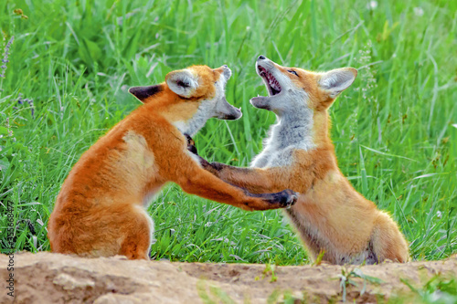 Fotografia, Obraz small cute puppies fox cubs on a green meadow