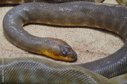 rattle snake rolled up in Tierpark Berlin