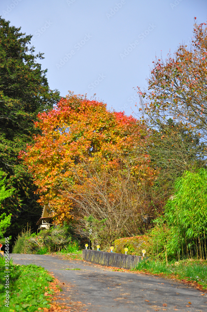 Naklejka premium autumn in the park