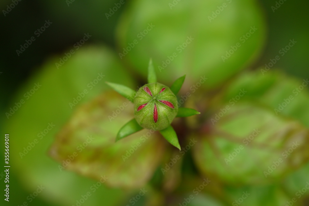 flower bud on a leaf flower bud on a leaf