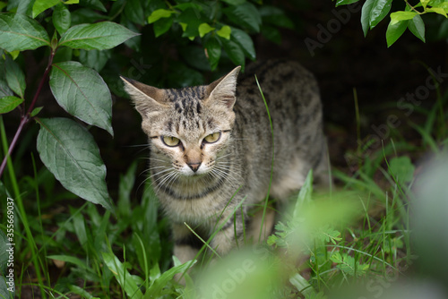 Wallpaper Mural cat in the garden Torontodigital.ca