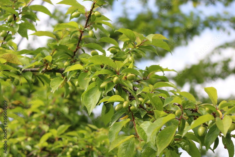 
Cherry plum fruits ripen on tree branches in early summer