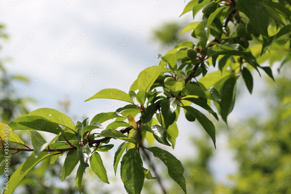 
Cherry plum fruits ripen on tree branches in early summer