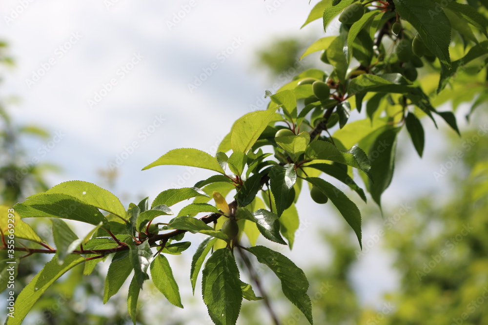 Cherry plum fruits ripen on tree branches in early summer
Cherry plum fruits ripen on tree branches in early summer