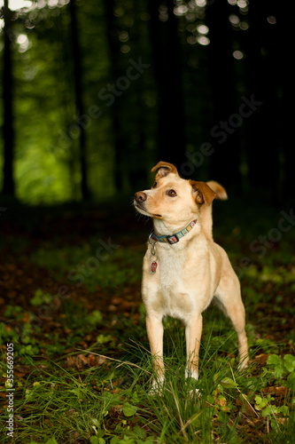 Fototapeta Naklejka Na Ścianę i Meble -  Cute mix breed dog posing in the forest. Amazing portrait of standing dog with collar in the nature