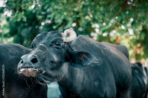 A buffalo animal crossing from street and going to the nearby lake to drink water photo