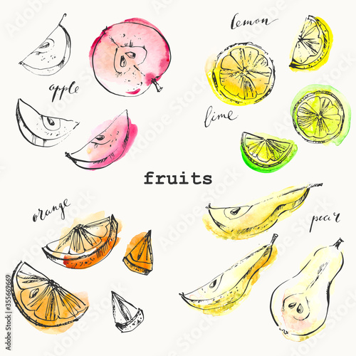 Hand drawn ink sketch and watercolor stain fruit slices.