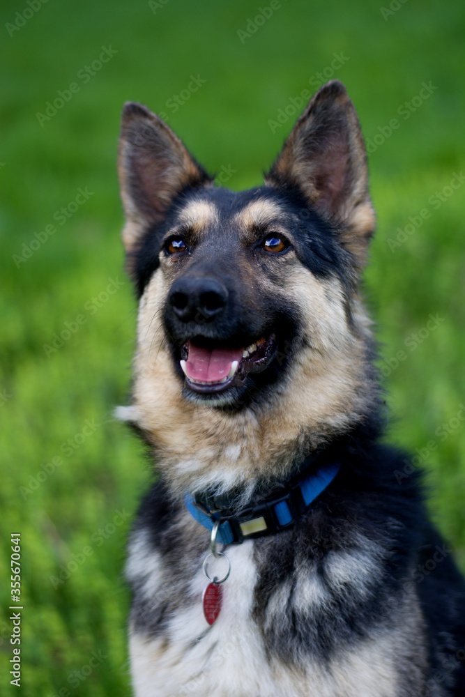 Cute portrait of young german sheperd dog  mix breed 