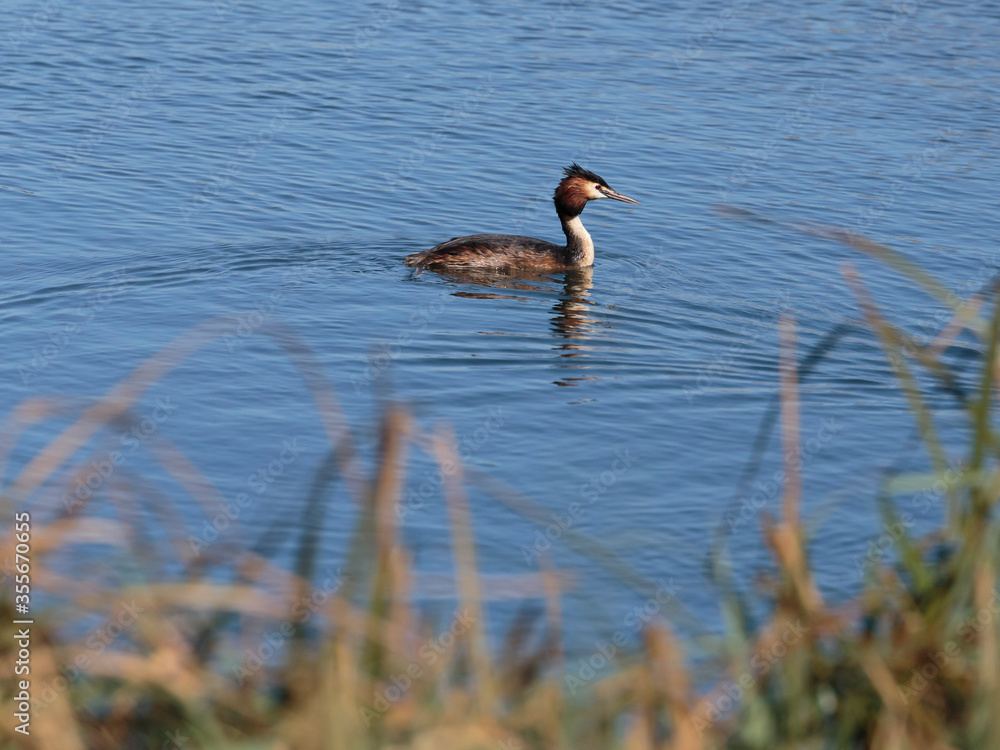 A great crested grebe still wet from diving for fish at the Wildfowl and Wetlands Trust London Wetland Centre, Barnes, London, England A great crested grebe still wet from diving for fish at the Wildfowl and Wetlands Trust London Wetland Centre, Barnes, London, England