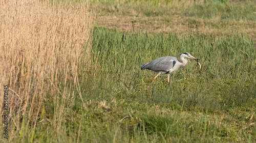 A grey heron holding an eel with its beak at the Wildfowl and Wetlands Trust London Wetland Centre, Barnes, London, England