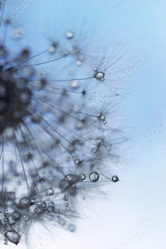 dandelion with water drops on blue background