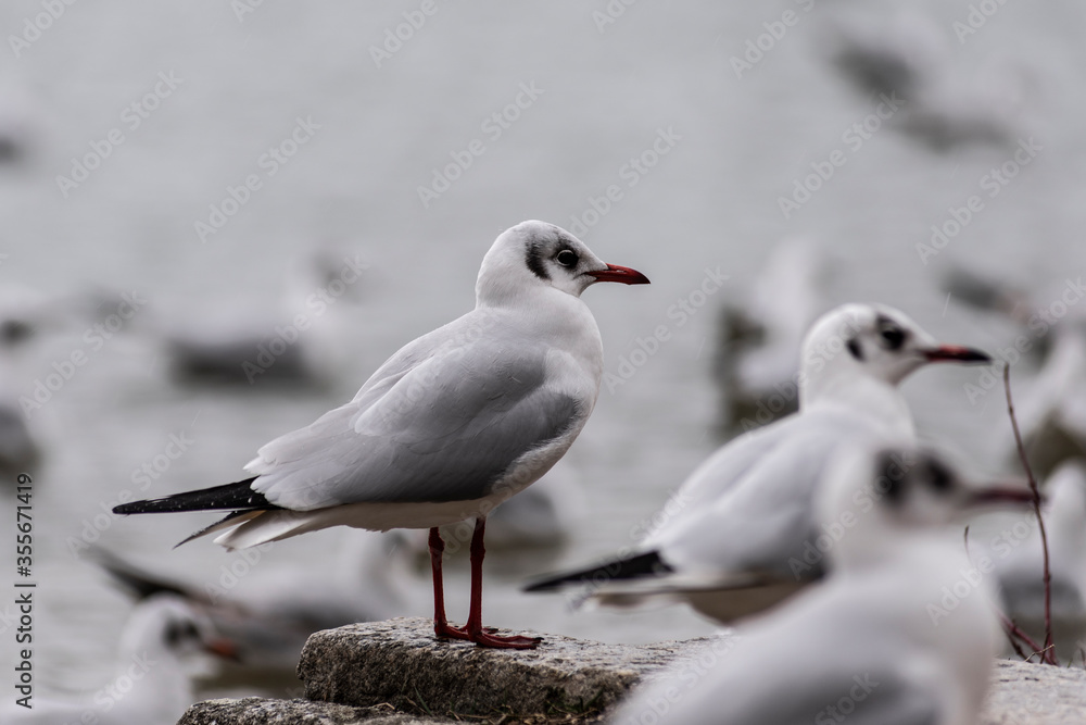 Fototapeta premium Möwe