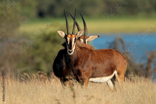 Endangered sable antelopes (Hippotragus niger) in natural habitat, South Africa.