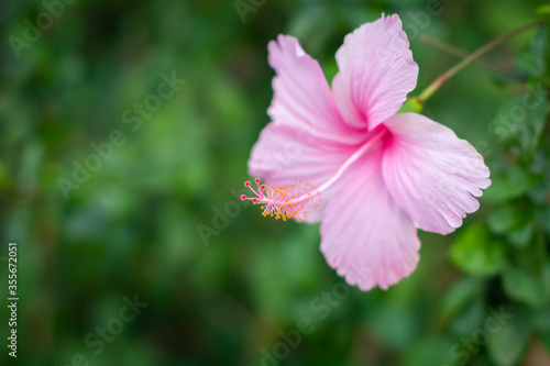 Beautiful pink hibiscus flowers are blooming