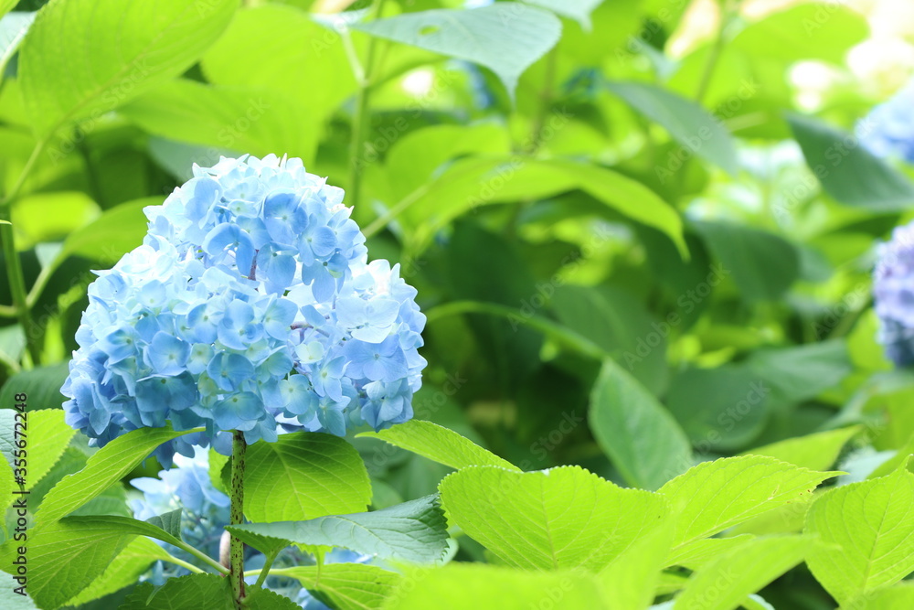 咲き誇るアジサイ